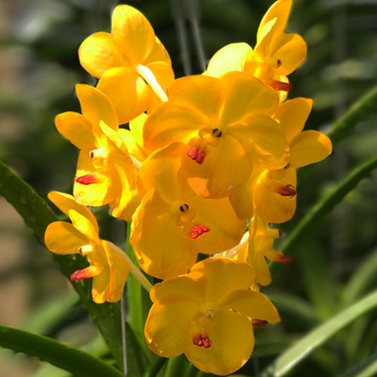 Vanda Orchid Ascda Tri Star Gold Mature