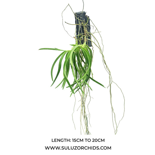 Vanda Orchid Plant - Ascocentrum Curvifolium Mature