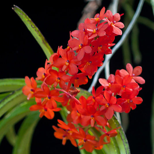 Vanda Orchid Plant - Ascocentrum Curvifolium Mature