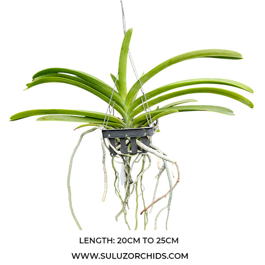 Vanda Orchid Prra Suwannaphum Sunshine Bangkok Sunset x V M V Tannins #2 mature plant with long strap-like green leaves