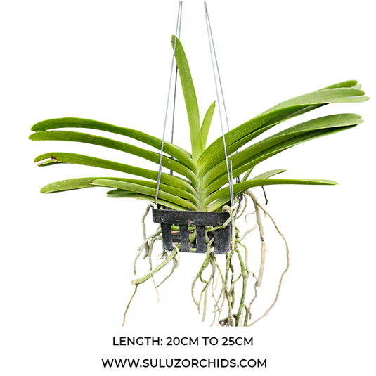 Vanda Orchid Prra Suwannaphum Sunshine Bangkok Sunset x V M V Tannins SWN 521 #1 mature plant with long strap-like green leaves