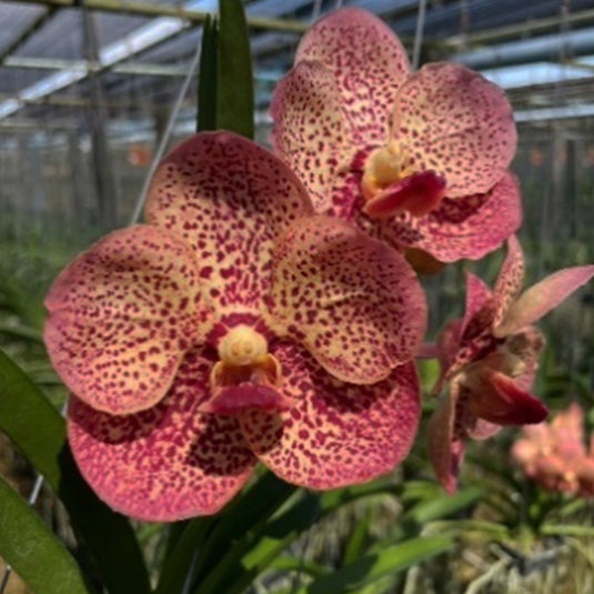 Vanda Orchid deep red flower with velvety texture and rich vibrant tones