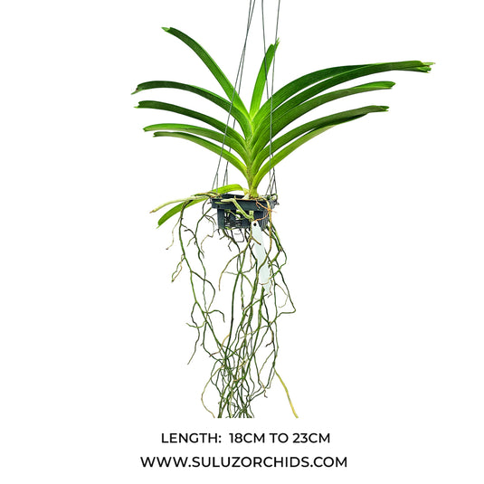 Vanda Orchid Boonyarit Diamond mature plant with healthy roots and lush green foliage