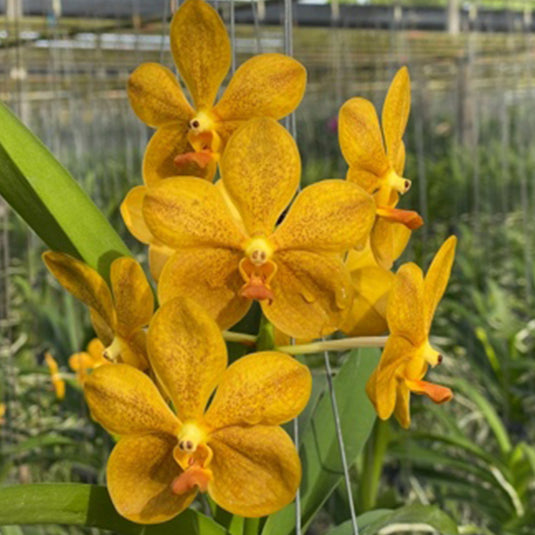 Vanda Orchid (Bronze Butteryfly x Thai spot)# 529 Mature