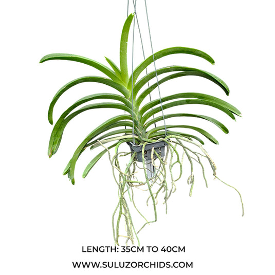 Vanda Orchid (Bronze butteryfly x Thai spot) Mature