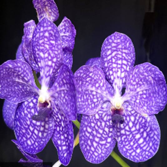 Vanda Orchid Coerulea x Pakchong Newland Mature - Ready To Flower