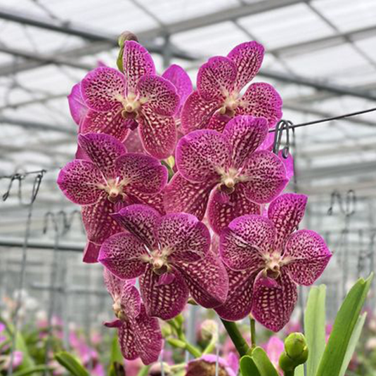 Vanda Orchid Dr Anek x Fuch's Delight Mature