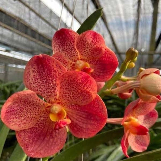 Vanda Orchid Dr Anek x Kulvadee Fragrance Orange Mature
