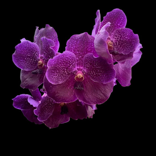 Vanda Orchid Dr Anek x Kulvadee Fragrant Blue Mature