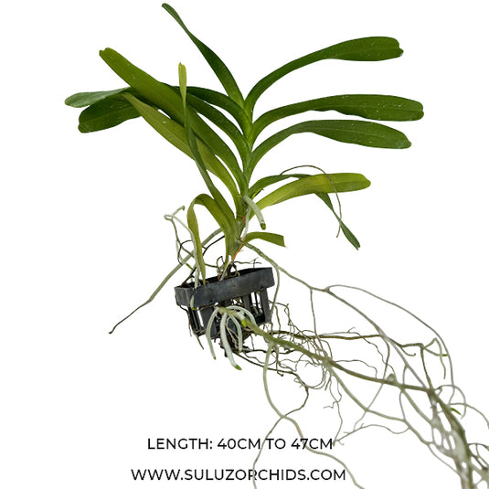 Vanda Aerides Falcata Var Alba Rare Exotic Orchid