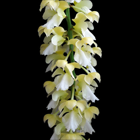 Vanda Aerides Falcata Var Alba Rare Exotic Orchid