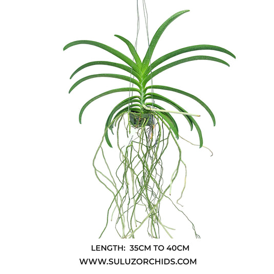 Vanda Orchid Rhynchostylis x Vanda Mem Tianchai Rare Exotic Plant