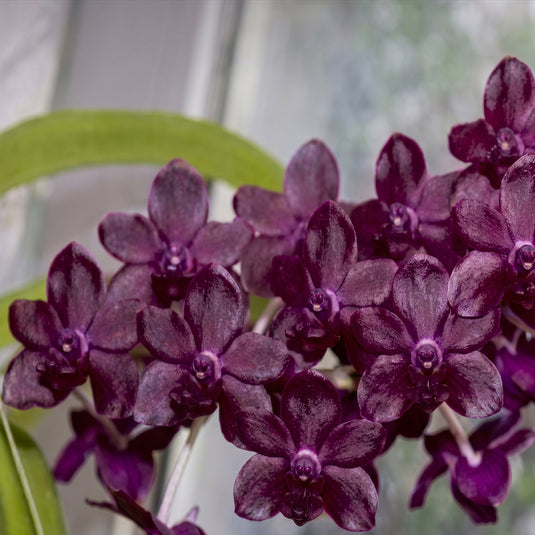 Vanda Orchid Rhynchovanda Sri Siam x Rhynchostylis Gigantea Red Rare Exotic Plant