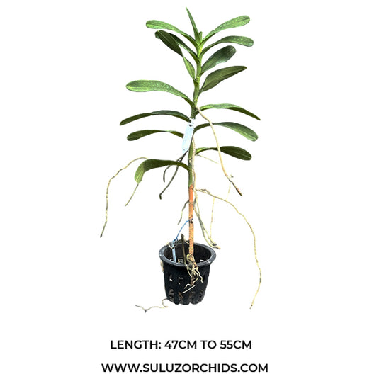 Renanthera Philippinensis Rare Exotic Orchid