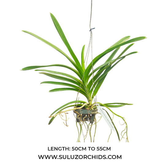 Vanda Orchid (Fuchs Harvest Moon x Dhong Chai Pulaswat)# 616 Mature - Ready To Flower