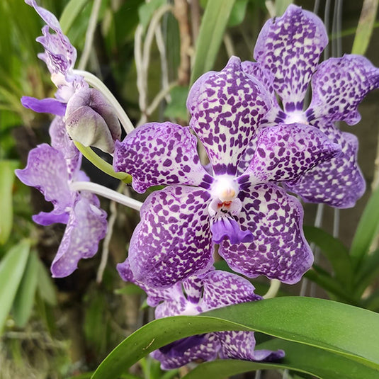 Vanda Orchid Plant - Gordon Dillion x Mini Palmeer Mature
