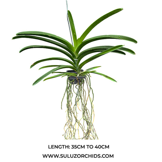 Vanda Orchid Honsilp Mature