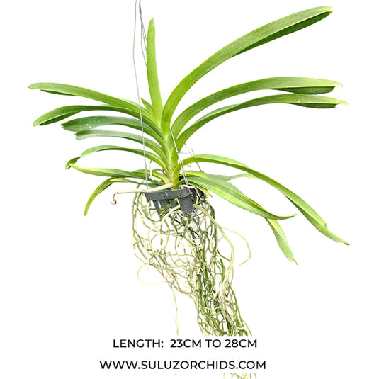Vanda Orchid Jairak Redden Mature