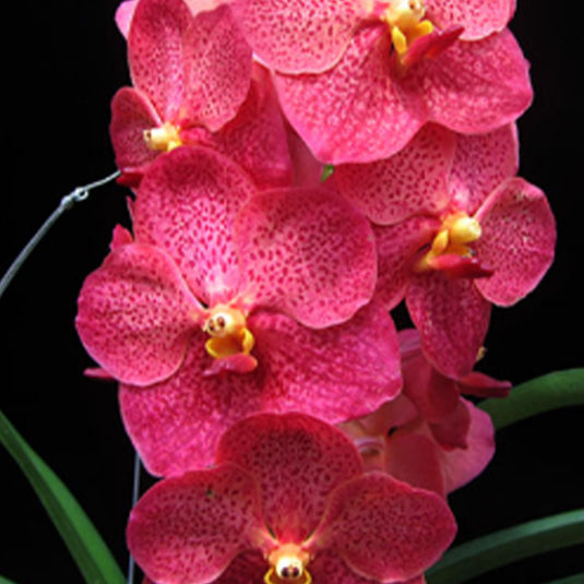 Vanda Orchid Jairak Redden Mature