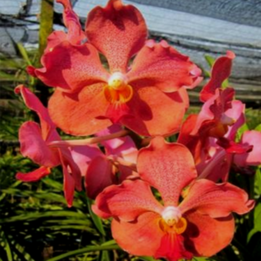 Vanda Orchid Plant - JVB x Rattana Seedling
