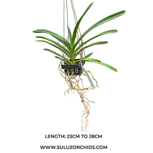 Vanda Orchid Christie Low Mature