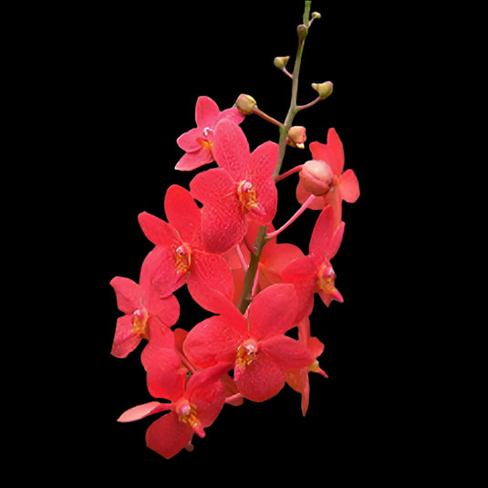 Vanda Orchid Christie Low Mature