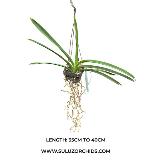 Vanda Orchid Kriengchai Brownie #158 Mature