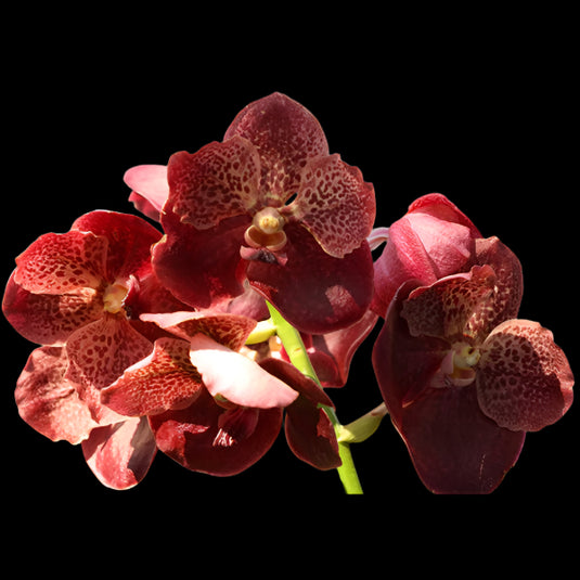 Vanda Orchid Kriengchai Brownie #158 Mature