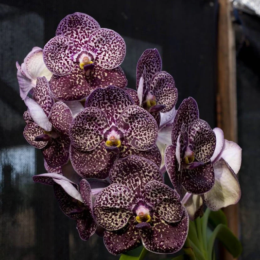 Vanda Orchid Plant - Kulvade Fragrant Black Seedling