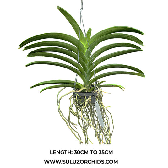Vanda Orchid Kulvadee x Dr.Anek #514 mature plant with long strap-like green leaves