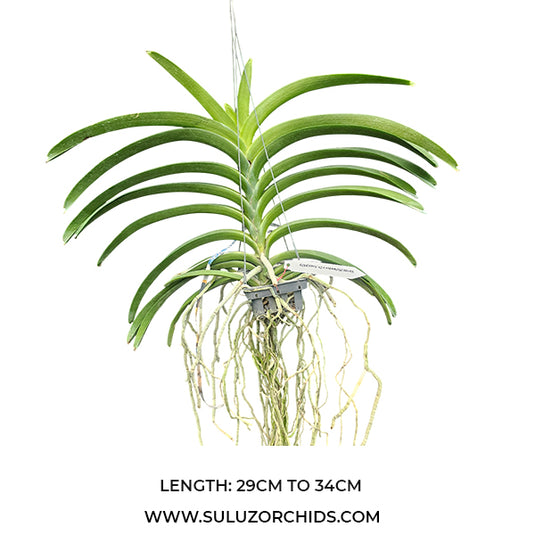 Vanda Orchid Kulwadee x Dr.Anek #579 mature plant with long strap-like green leaves