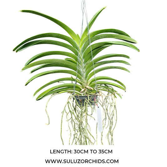 Vanda Orchid (Kulwadee x Thai Spot) #567 Mature