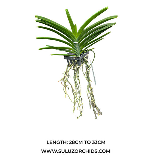 Vanda Orchid Maeklong Beauty Mature