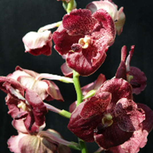 Vanda Orchid Plant - Majik Fancy #1413 Seedling