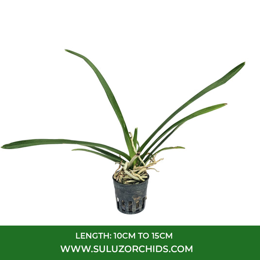 Vanda Orchid Plant - (Mini Palmer x denisoniana) Seedling