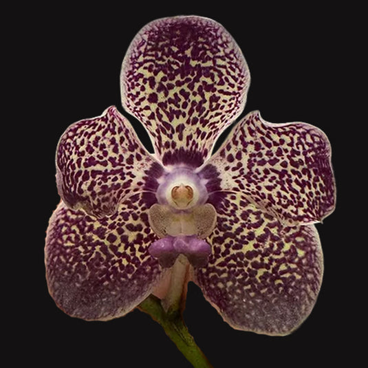 Vanda Orchid Plant - Mini Plamer 4N x Kulvadee fragrant Mature