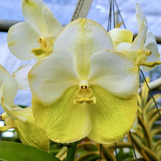Vanda Orchid Plant - Nipporn Gold Mature