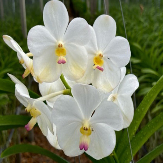 Vanda Orchid Nopporn White Diamond Mature