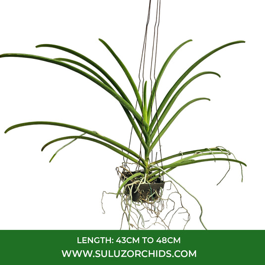 Vanda Orchid Orange Red Lip(Quarter Terete) Mature Plant