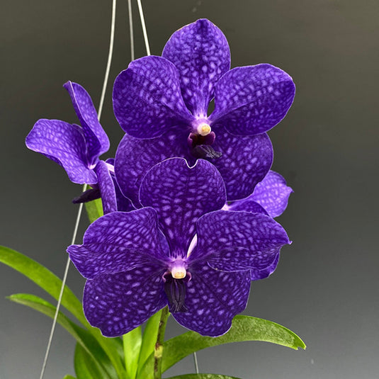 Vanda Orchid Plant - Pachara Delight Mature