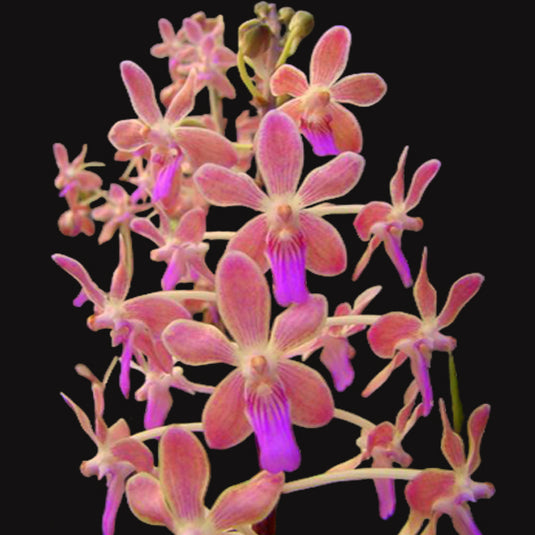 Vanda Orchid Plant - V Sedenfadenia Mitrata x Vanda Lamellata Exotic Mature