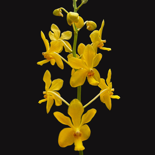 Vanda Orchid Plant - 3 Poy Hybrid Mature