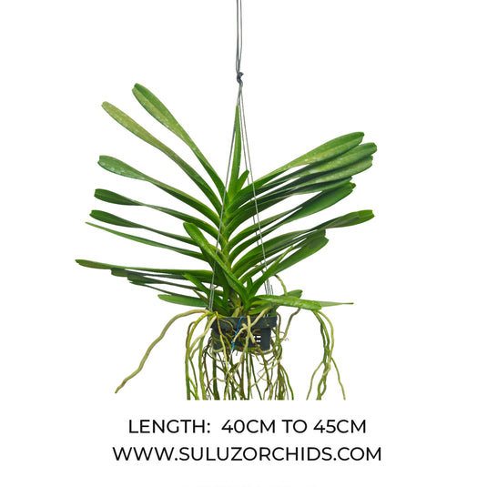Vanda Orchid Aerides Flabellata (Hybrids) Mature - Ready To Flower