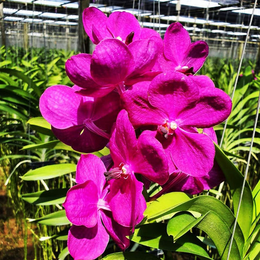 Vanda Orchid Plant - Vanda Apce Pink Seedling