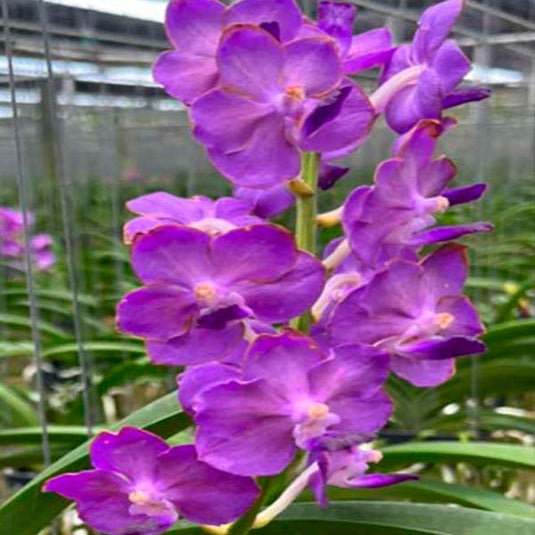 Vanda Orchid Plant - Ascda. Sasicha x Pine River Mature