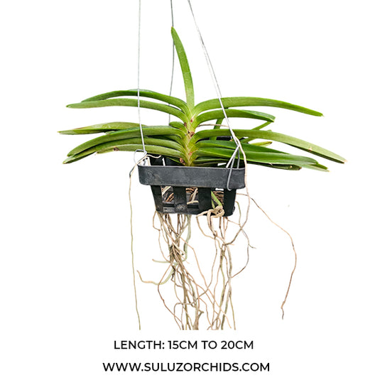 Vanda Orchid Asctm Miniatum mature plant with short compact green leaves
