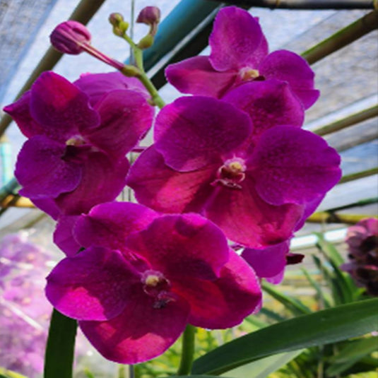 Vanda Orchid Boonserm Delight Pink Mature - Ready To Flower