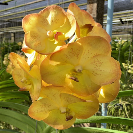 Vanda Orchid Boonyarit Pastel #24 Mature - Ready To Flower
