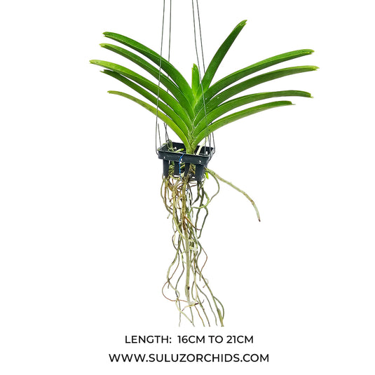 Vanda Orchid Boonyarit Spot #25 Mature - Ready To Flower