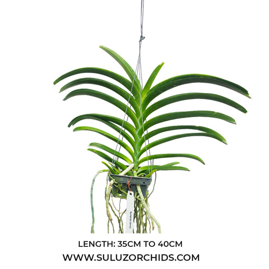 Vanda Orchid Butterfly Mature - Ready To Flower